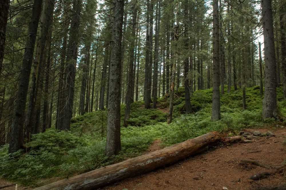 Photograph by Сергей Евневич