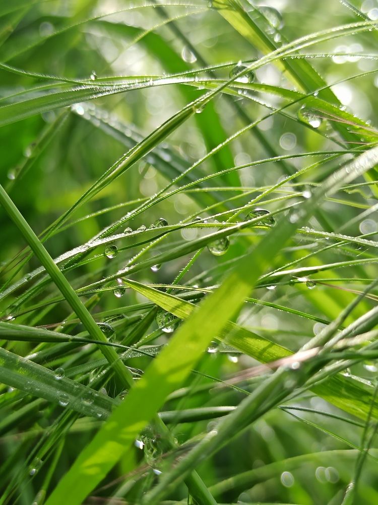 утренняя роса