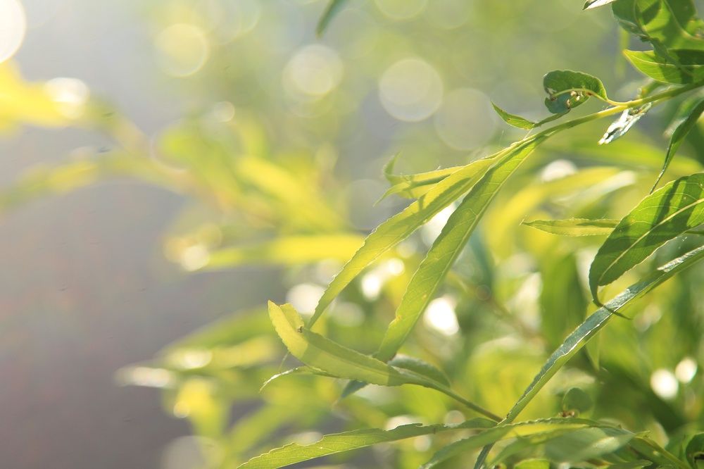 Photograph by Виктория Хмара