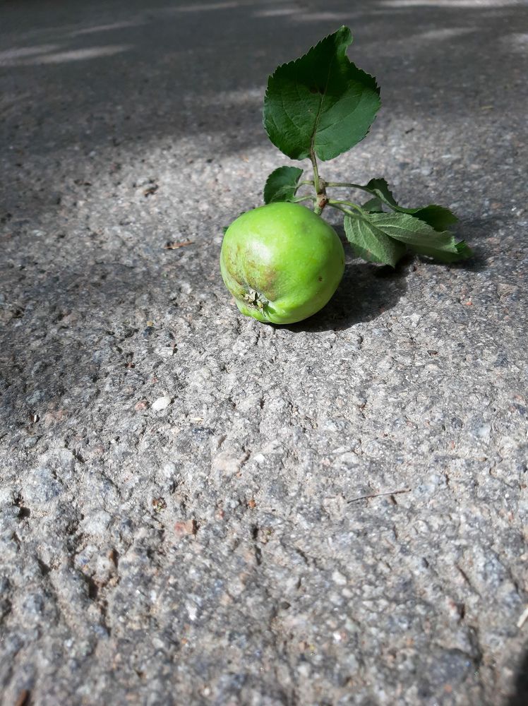 Фотография автора Светлана Дунаева