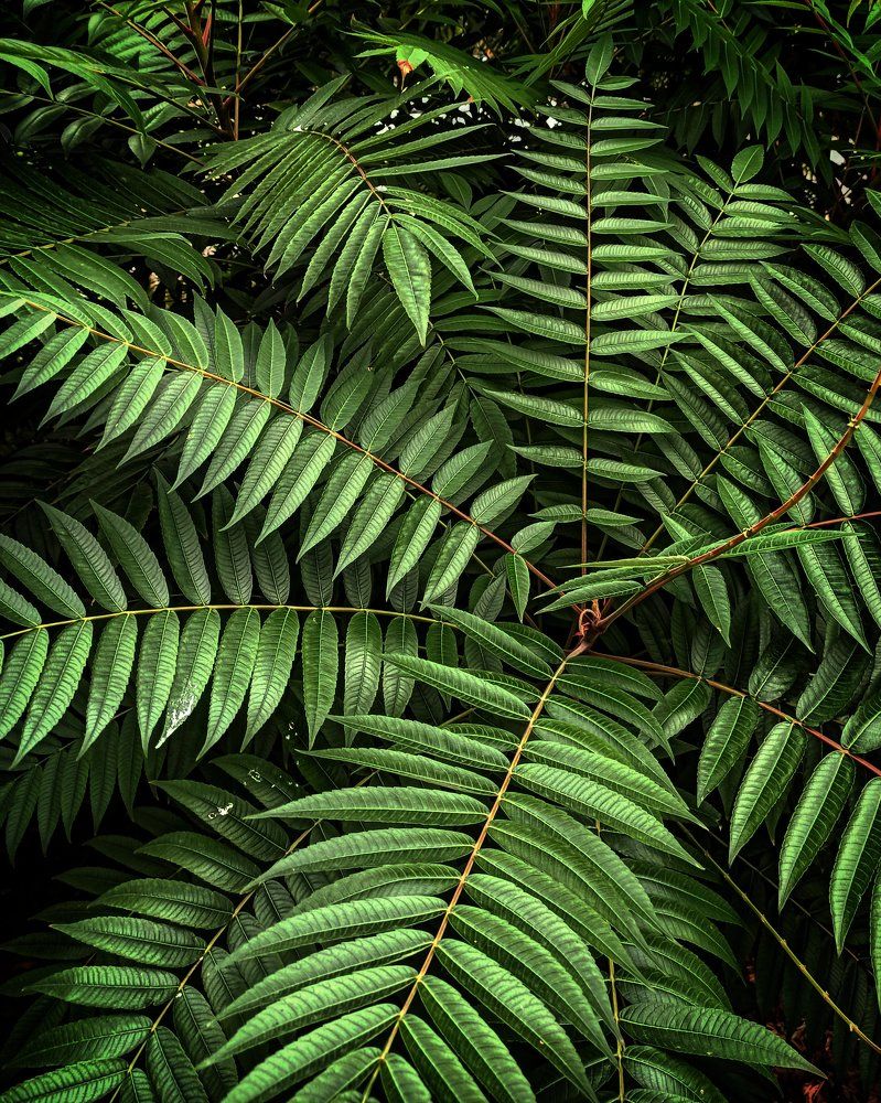 Photograph by Elena Bogomolova