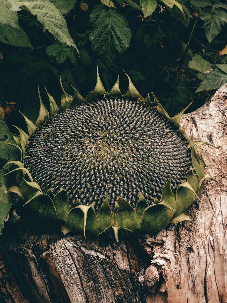 Photograph by Елена Твардовськая