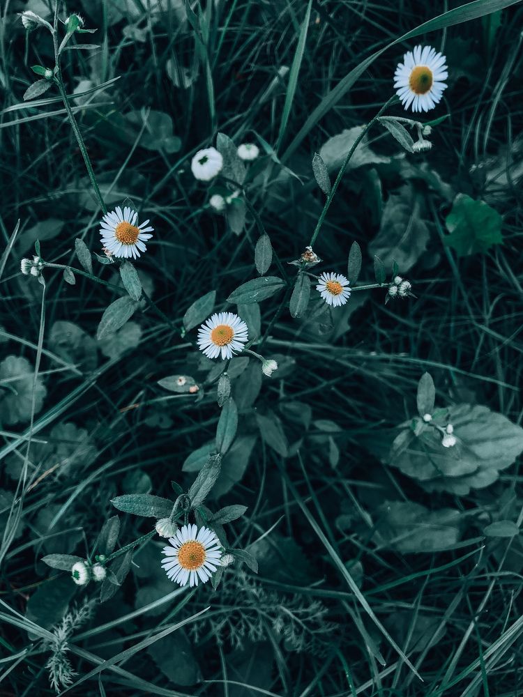 Photograph by Елена Твардовськая