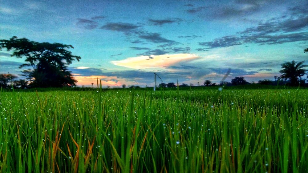 After the rains