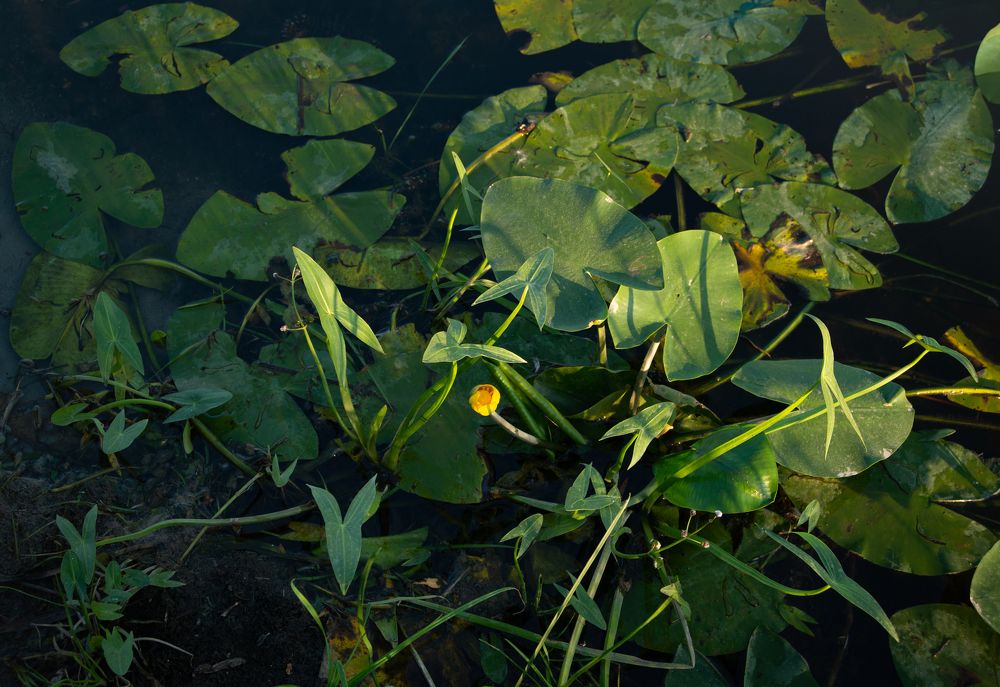 Photograph by Светлана Зайкова