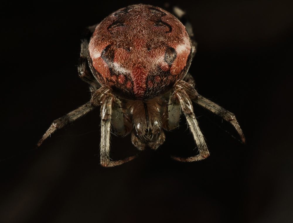 Photograph by Овечкин Павел