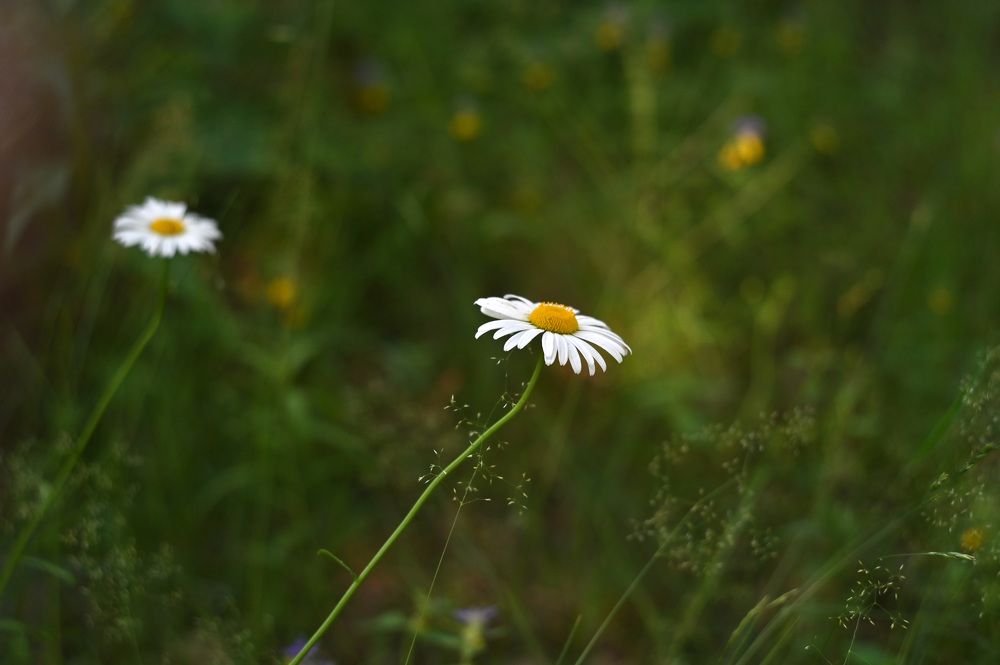 Photograph by Юлия Лис-а