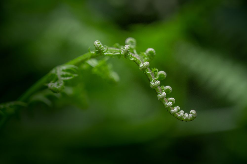 Photograph by Bernardo Lorena Ponte