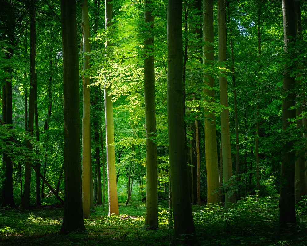 Photograph by Bernardo Lorena Ponte