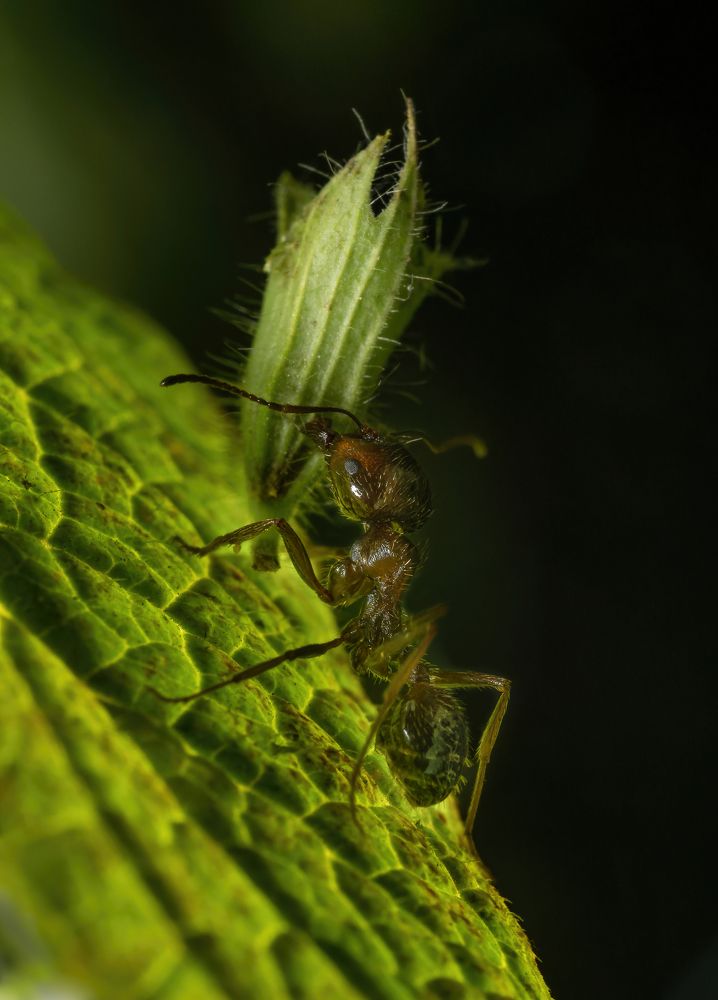 Фотография автора Олесь Парицкий