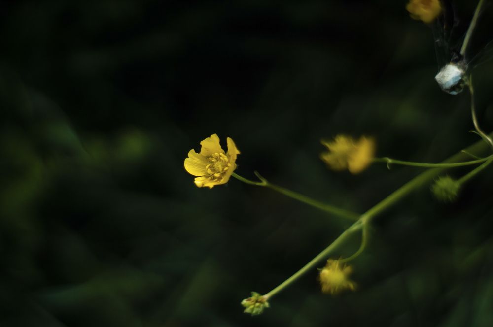 Photograph by Олег Вольский