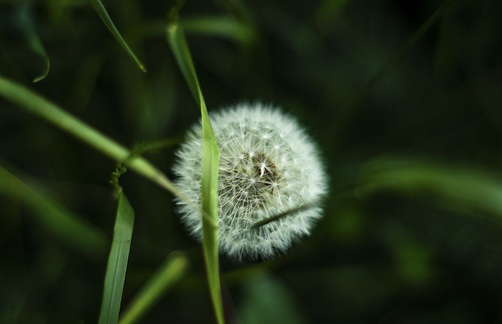 Photograph by Олег Вольский