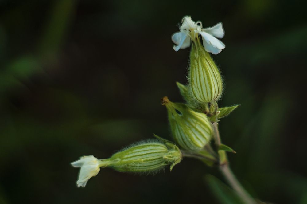 Photograph by Олег Вольский