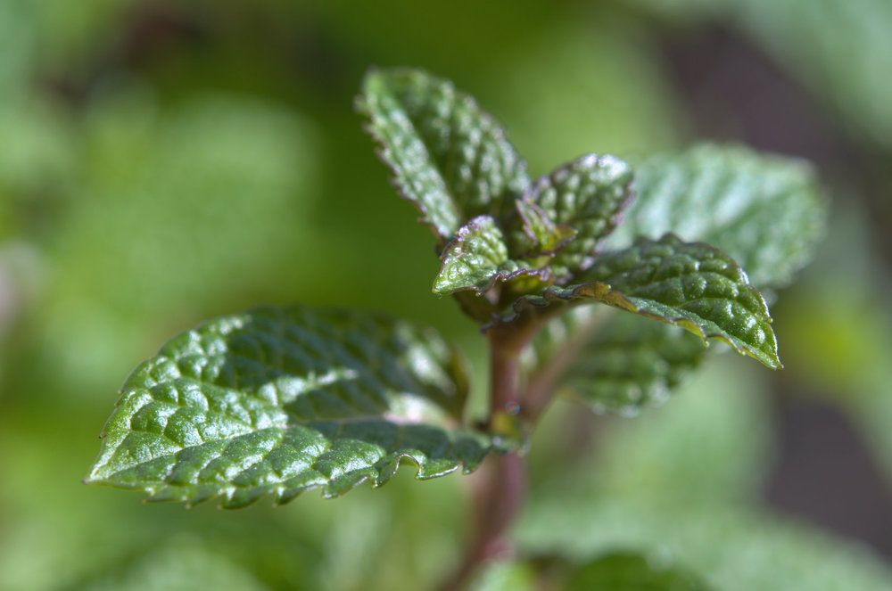 Photograph by Emil Zivanov