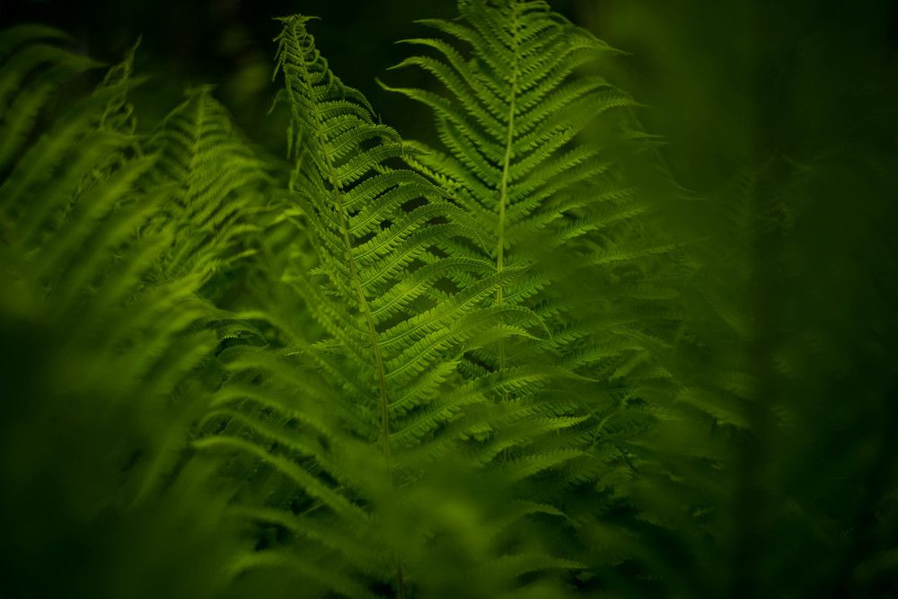 Photograph by Наталья Лещинская