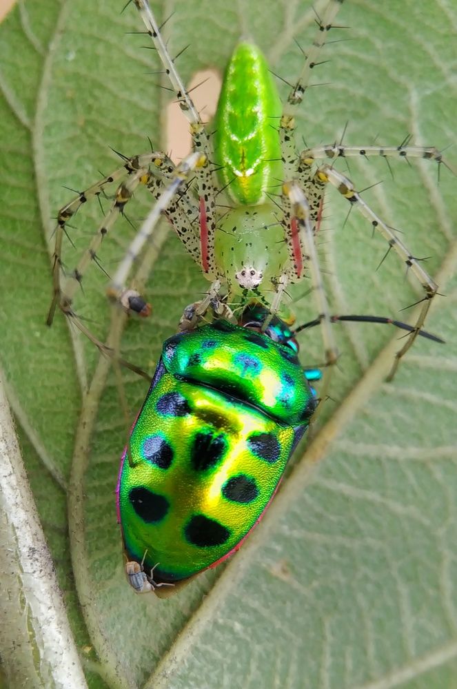 Фотография автора SK Shahbaj Ahmed