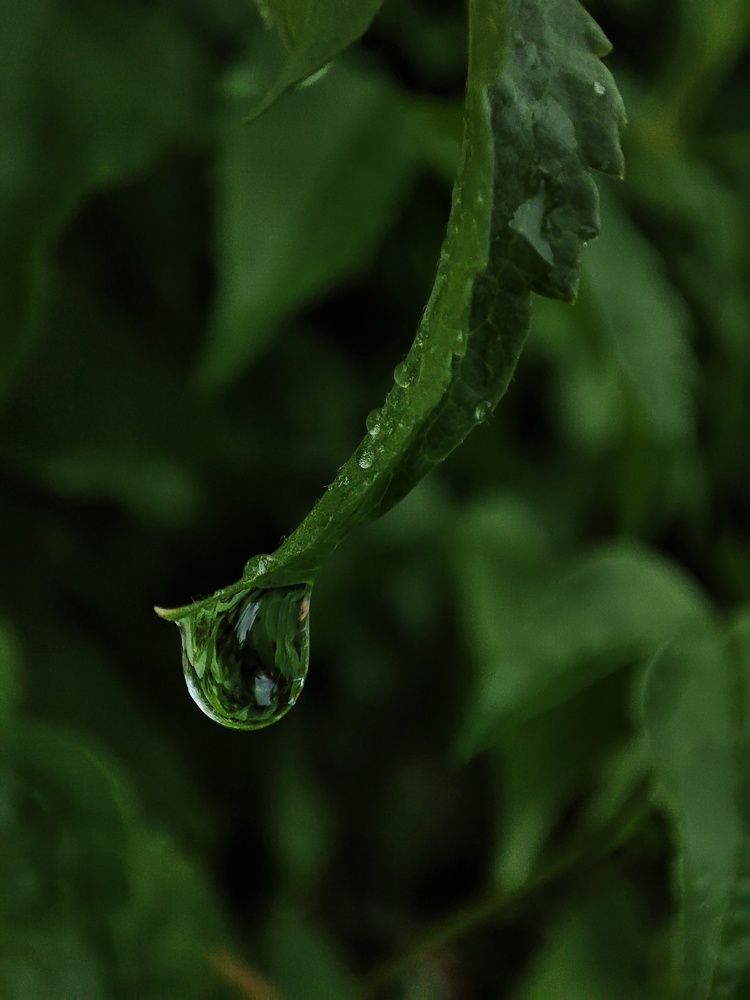 Photograph by Оксана Шевченко