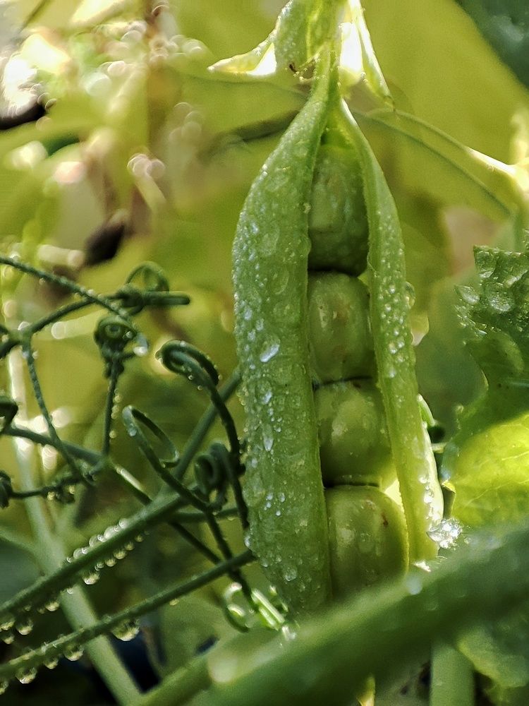 Photograph by Оксана Шевченко