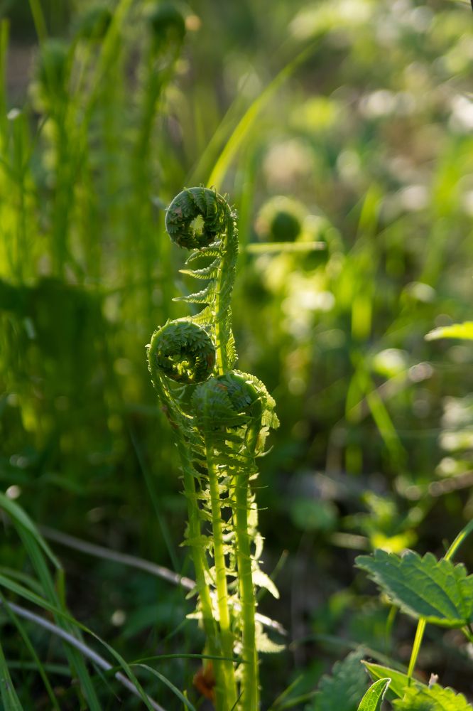 Фотография автора Светлана Воротынцева