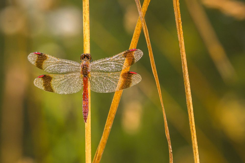 Photograph by Жданов Дмитрий