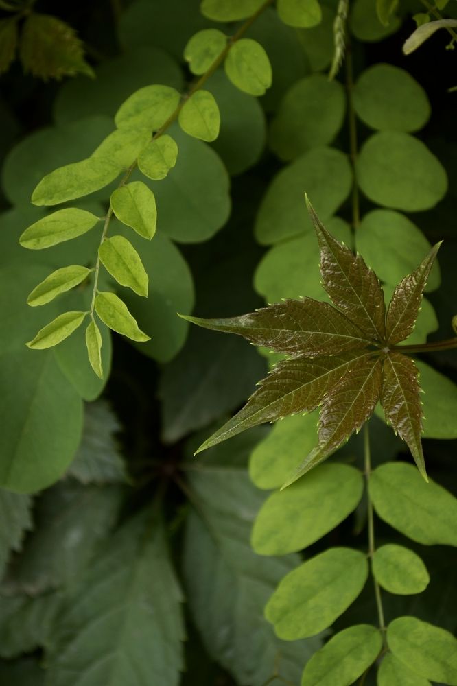 Photograph by Карина Слабкая