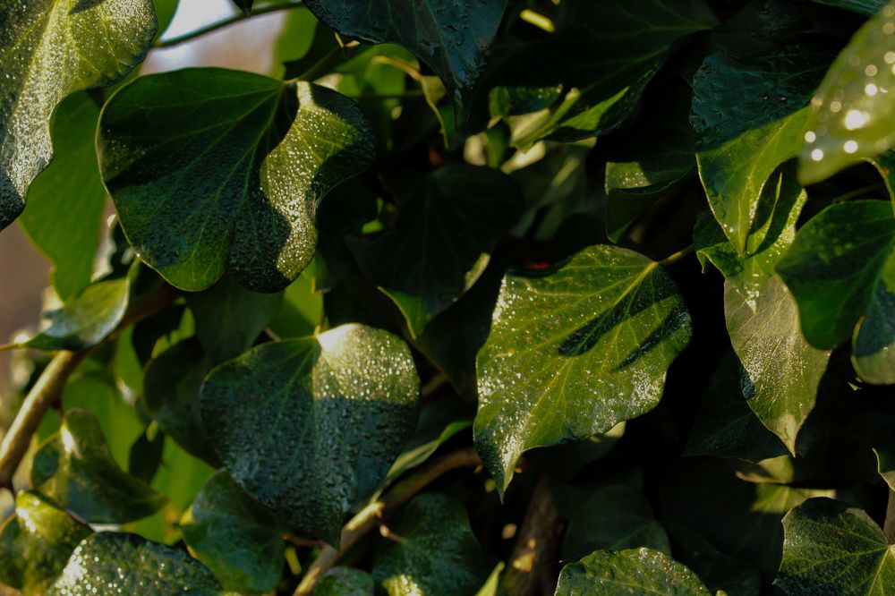 Photograph by Ирина Дмитриенко