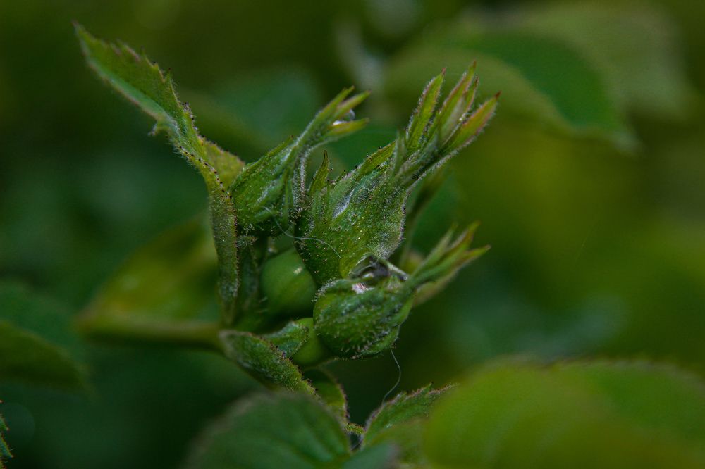 Photograph by Ирина Дмитриенко