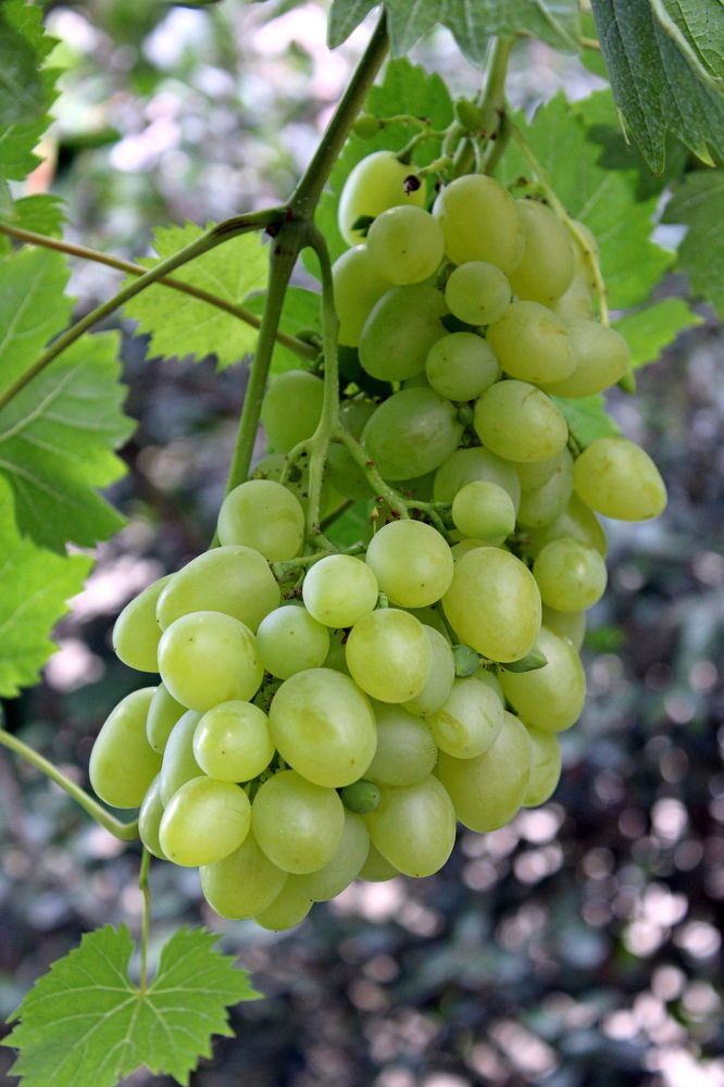 Photograph by Николай Немчанинов