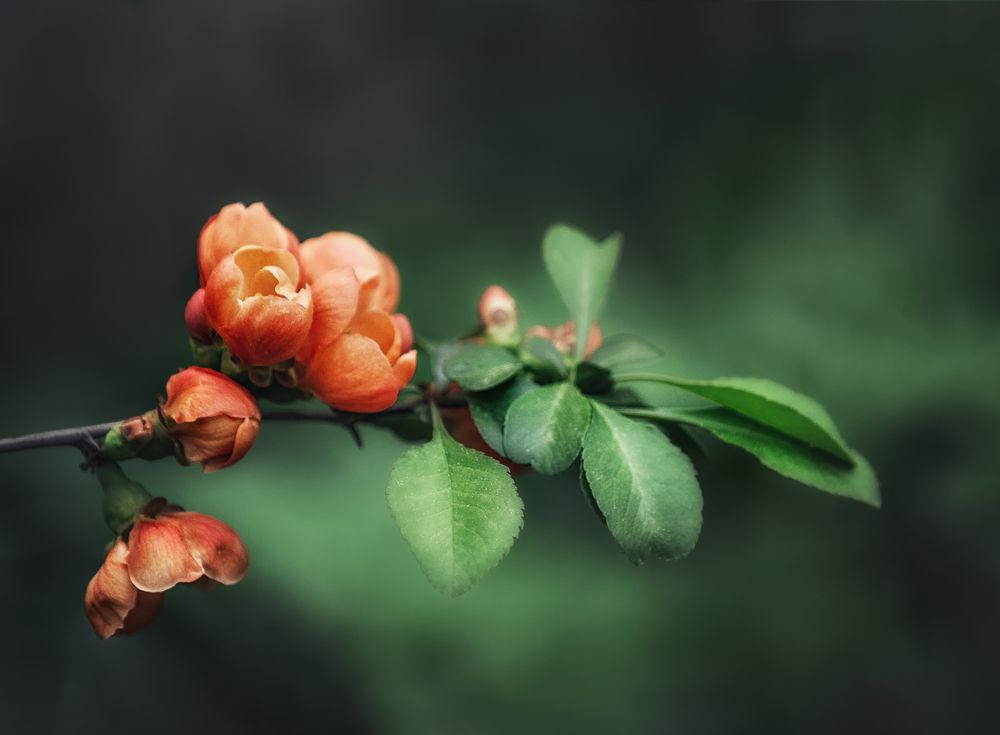 Photograph by Светлана Инькова