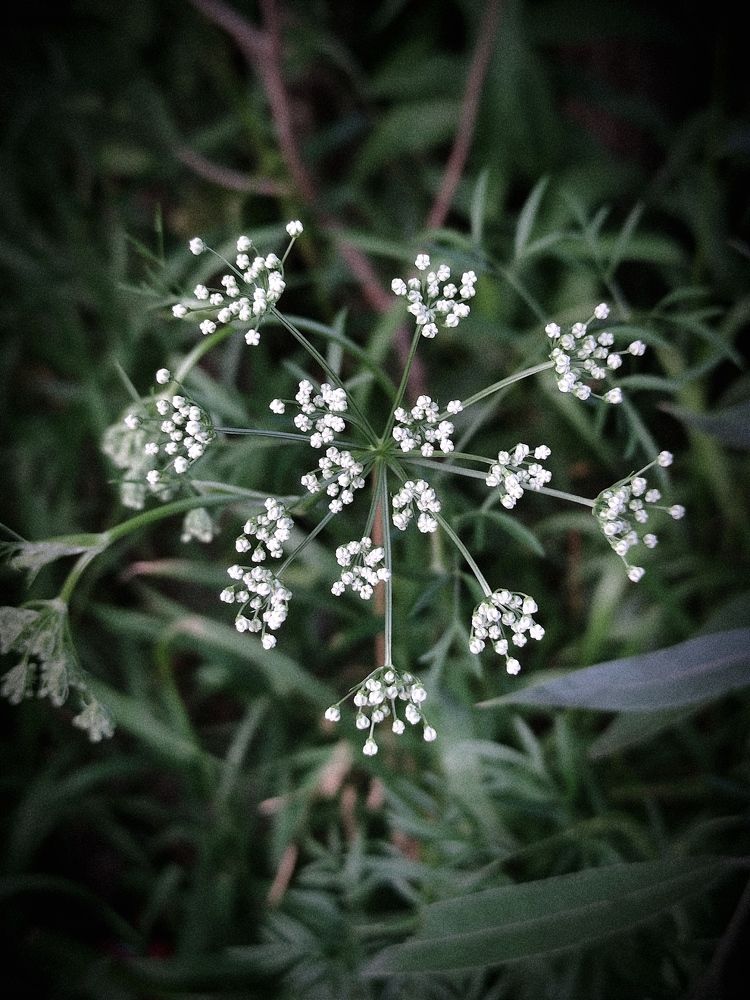 Photograph by Светлана Холодова