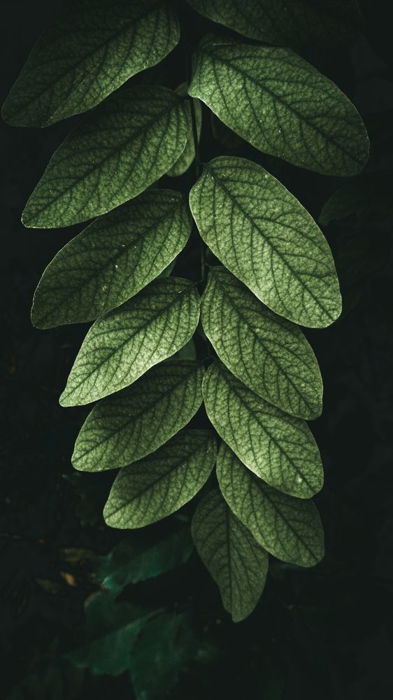 Photograph by Alexander Dimov