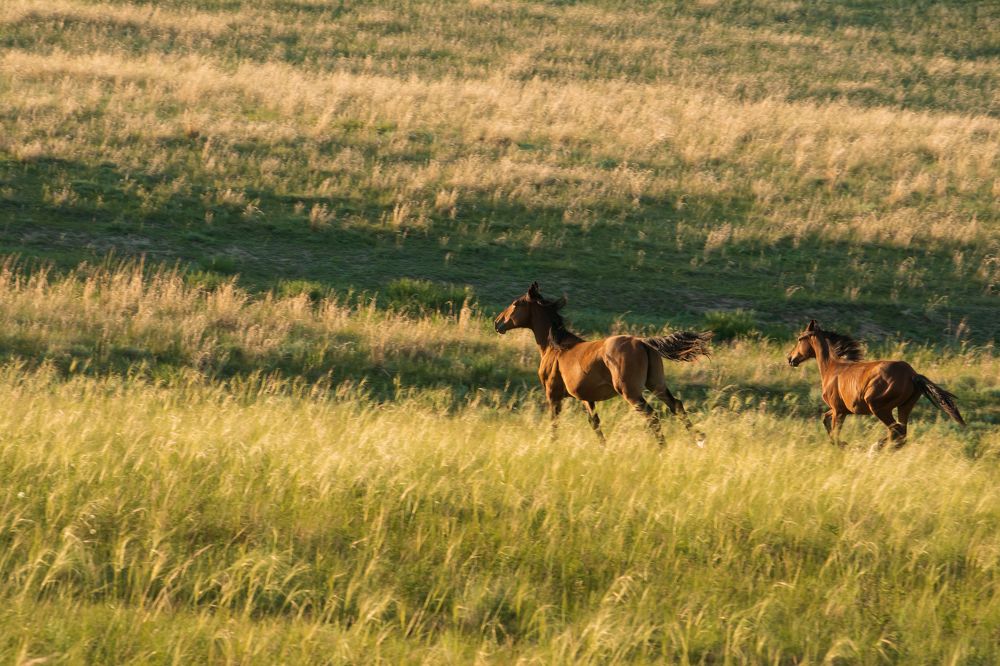 Фотография автора Светлана Воротынцева