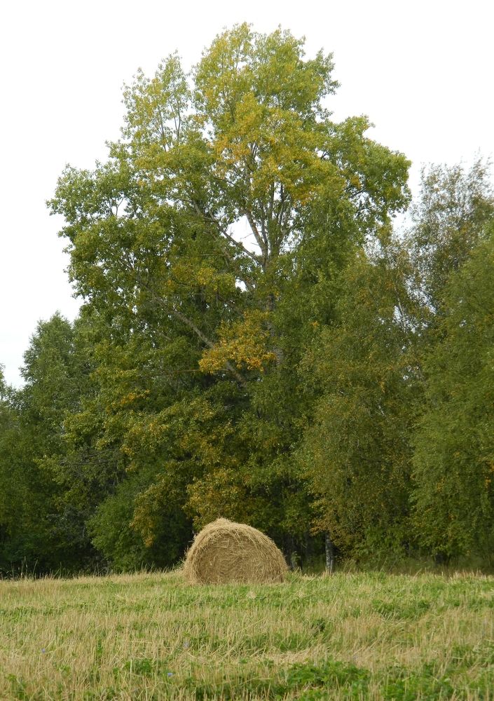 Photograph by Вячеслав Розмин