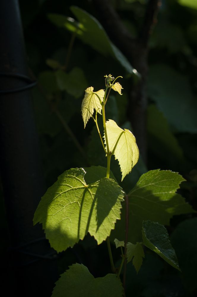 Photograph by Дарья Кончакова