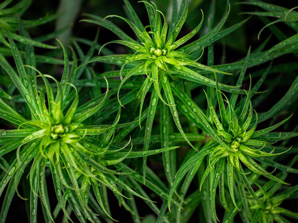 Photograph by Эльвира Курочкина