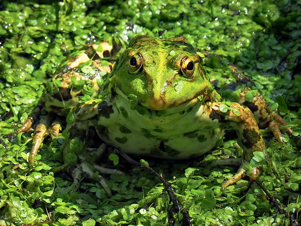 Photograph by Маргарита Смоленская