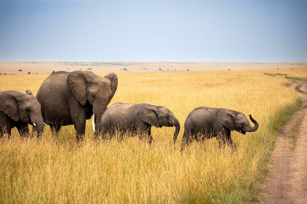 Photograph by Vita Potomova