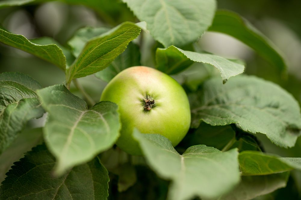 Фотография автора Елена Ельшина