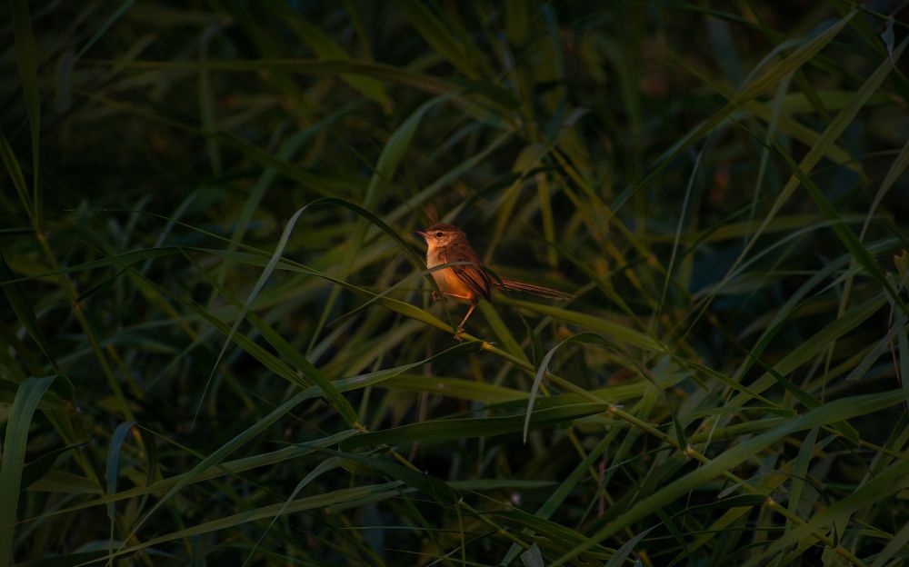 Фотография автора Arpit Dhore