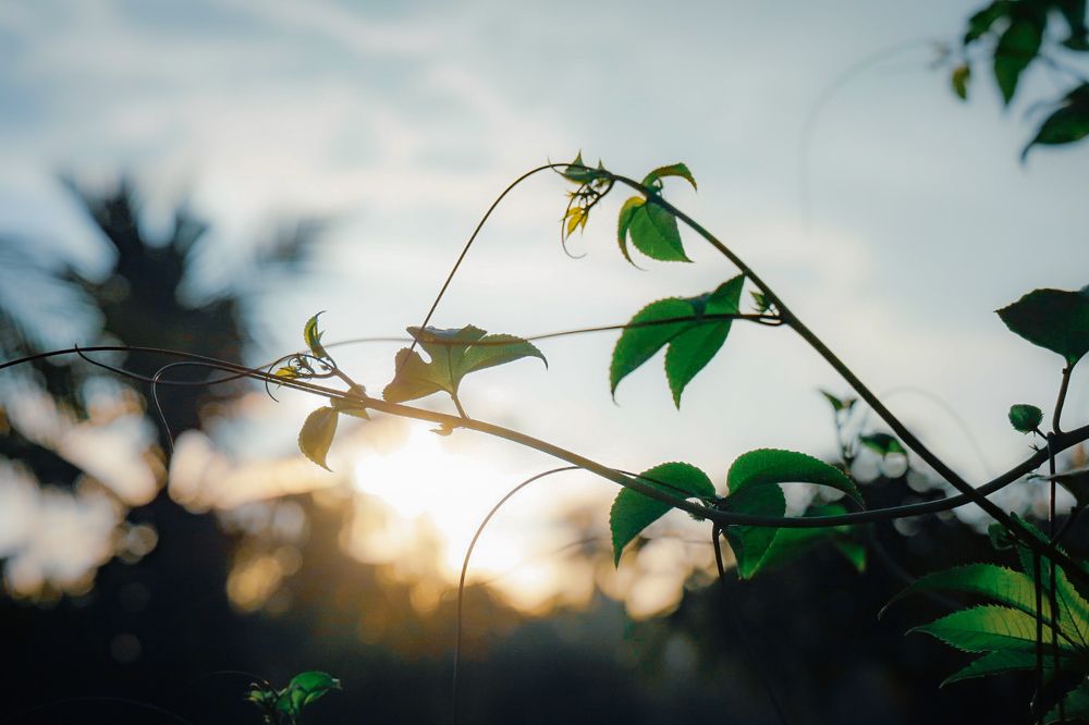 Photograph by Glorius Delima