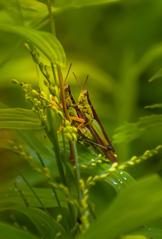 Grasshopper