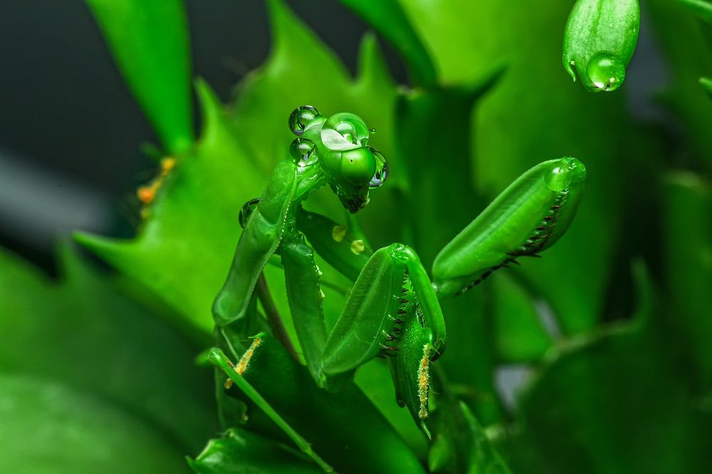 Фотография автора NeCoTi ChonTin