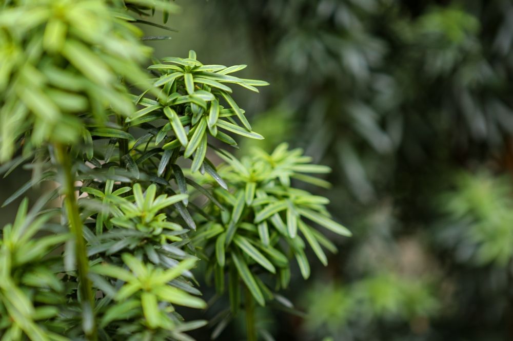 Photograph by Светлана Солдатченкова