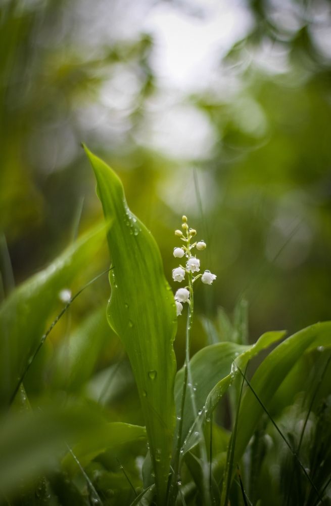 Photograph by Светлана Солдатченкова