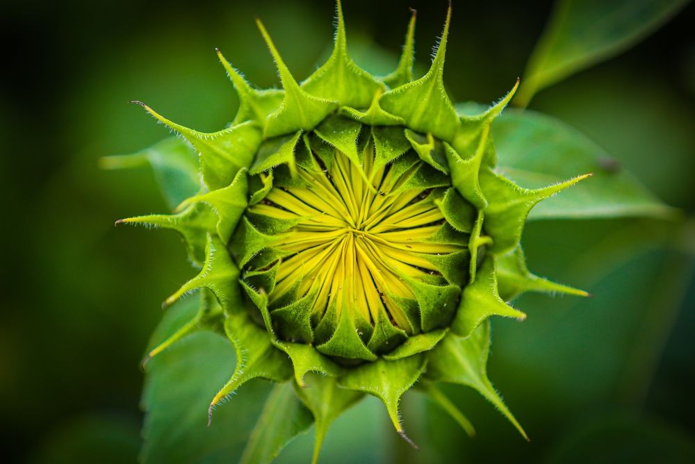 Photograph by Светлана Солдатченкова