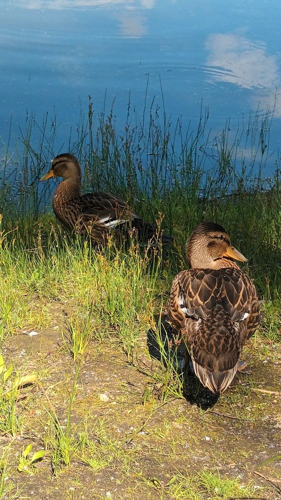 Photograph by Галина Милейко