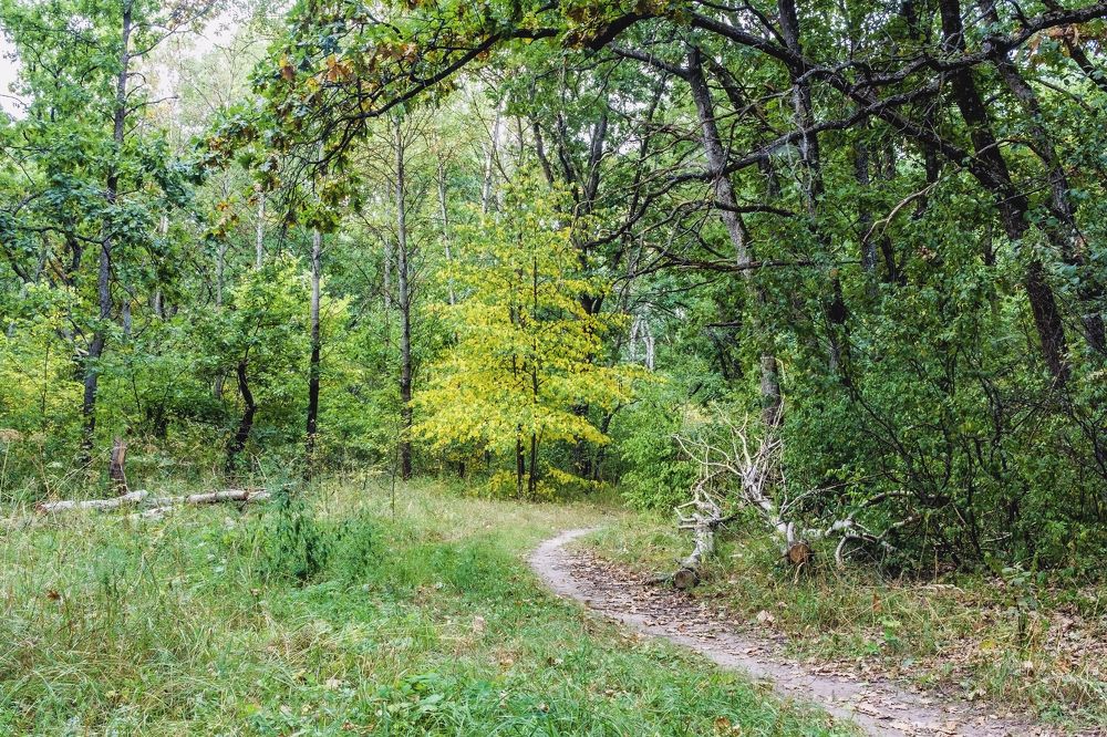 Тропа среди зеленого леса..