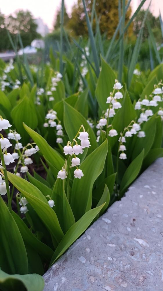 Photograph by Галина Милейко