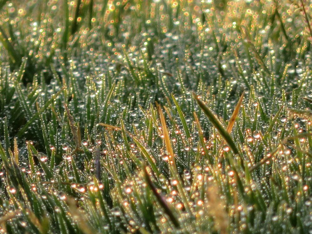 Photograph by Susmita Paul