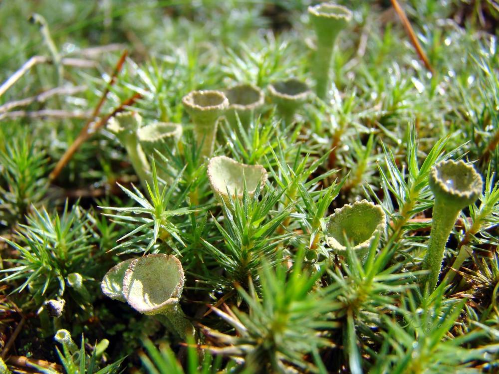 Photograph by Галина Король